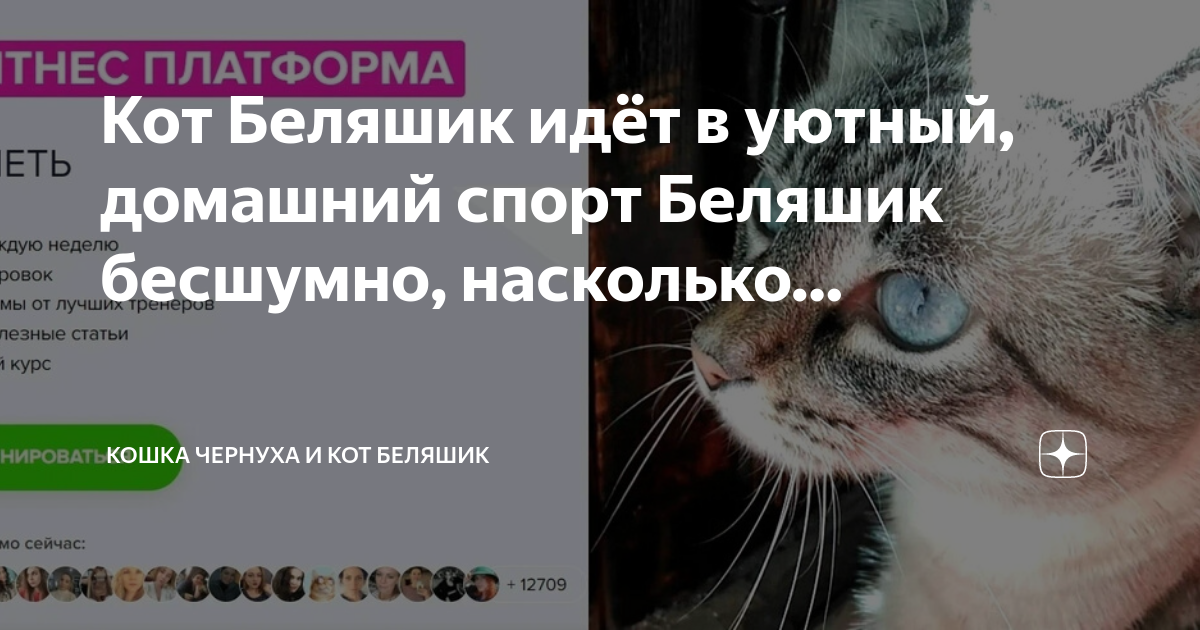 Кошка чернуха и беляшик дзен. Кошка чернуха и беляшик дзен. Кошка чернуха и кот беляшик. Кошка чернуха и кот беляшик. Кошка чернуха и беляшик дзен.