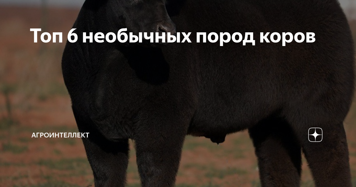 Топ 6 необычных пород коров | Агроинтеллект | Дзен
