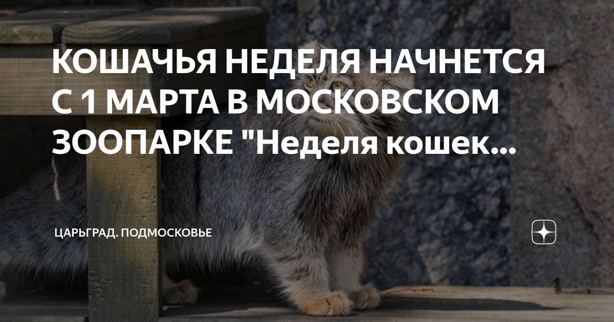 Неделя кошек