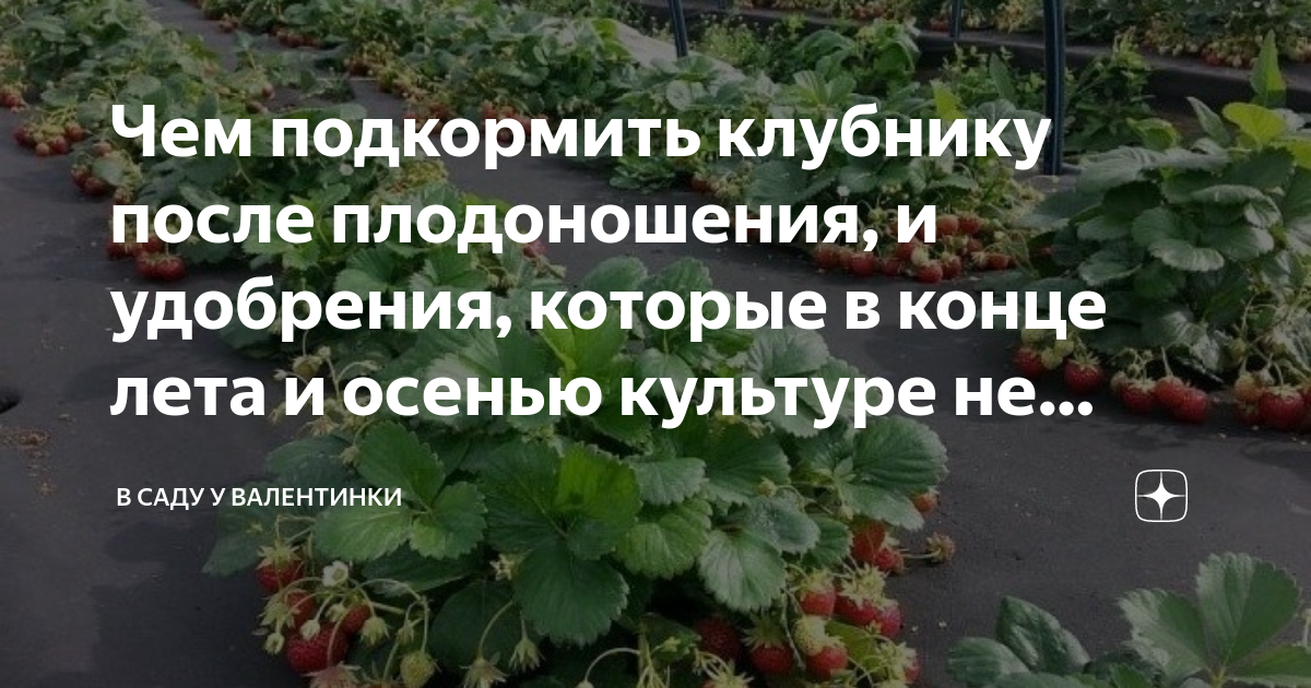 Подкормить клубнику после плодоношения. Чем подкормить клубнику после плодоношения в июле. Подкормка клубники во время плодоношения. Чем подкормить клубнику во время завязи.