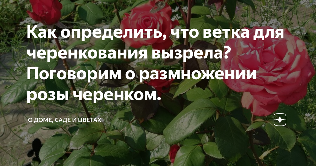 Питомник роз харченко. Питомник Королева роза. Королева роза питомник роз официальный сайт. Питомник роз Королева роза каталог. Питомник Королева роза отзывы.