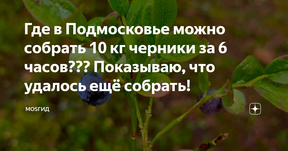 Где в Подмосковье можно собрать 10 кг черники за 6 часов??? Показываю ...
