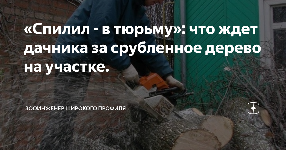 «Спилил - в тюрьму»: что ждет дачника за срубленное дерево на участке ...