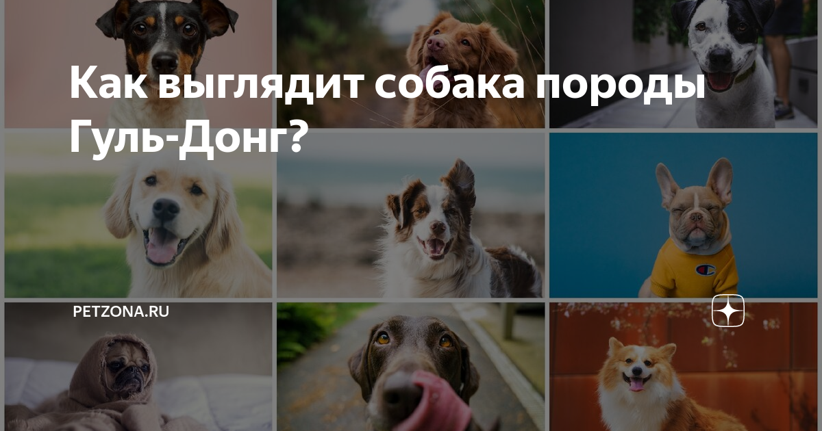 Как выглядит собака породы Гуль-Донг?