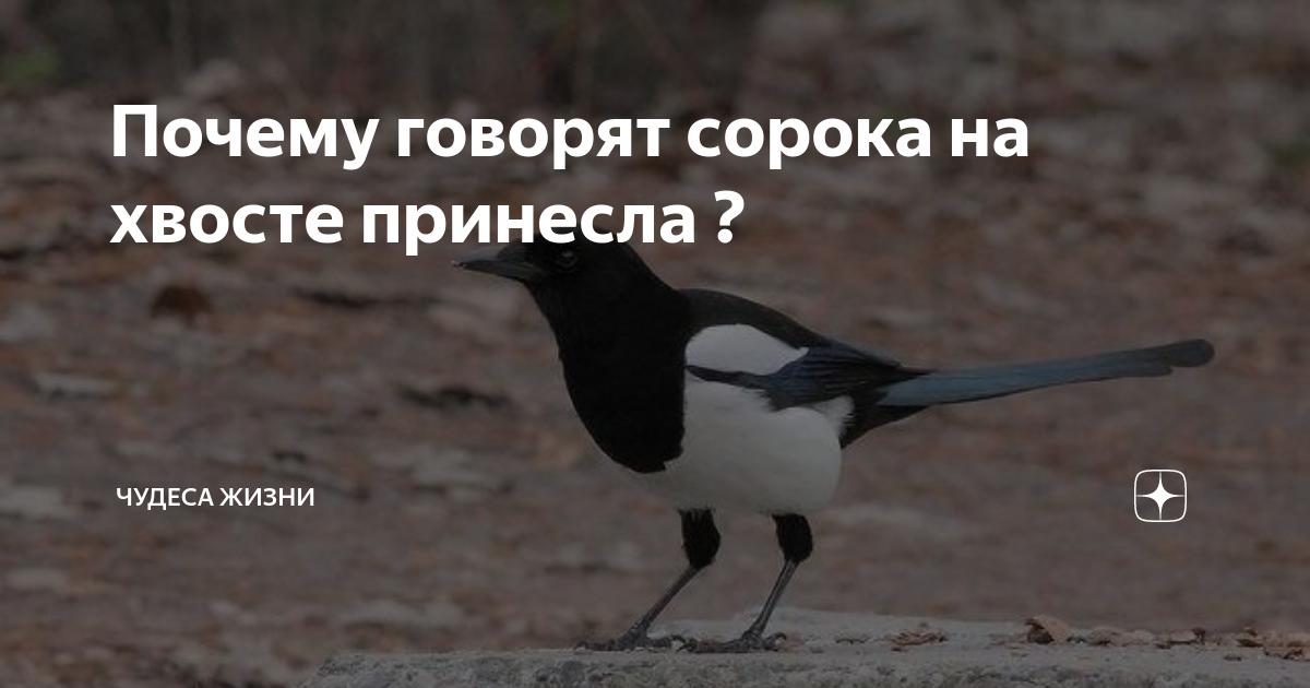 Сорока на хвосте принесла ютуб канал блоггер