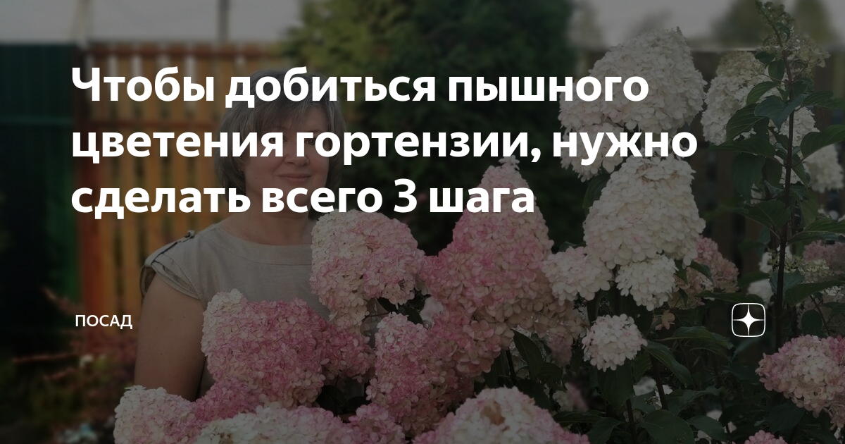 Петуния сферика. Петуния amarena twist. Как добиться пышного цветения. Укрытие из пенопласта для гортензии. Прищипка ампельной петунии.