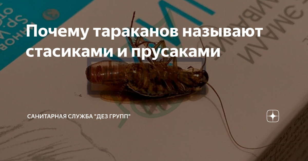 Почему тараканов называют. Почему тараканов называют