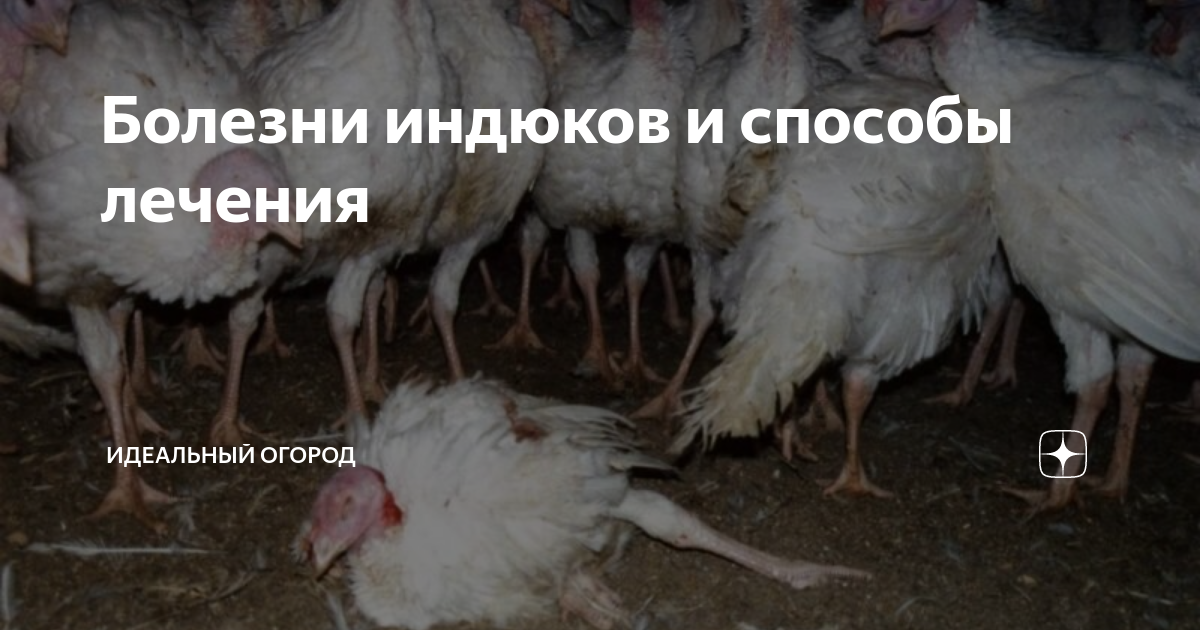 Отзыв о Печень свиная замороженная "ОкеанФиш" Печень прекрасного качества неизве