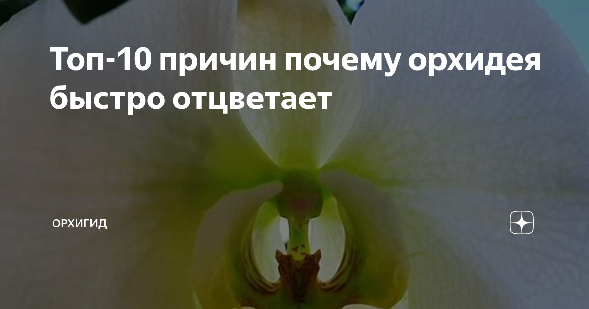 Орхидея не цветет — что делать?