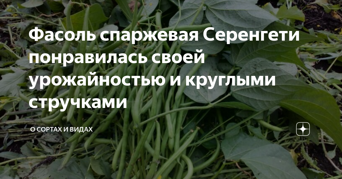 Фасоль серенгети отзывы