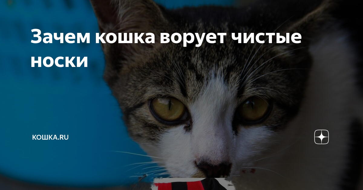 еда для кошек. кошечку украли. кот тырит колбасу. кот бутерброд. кот ворует.