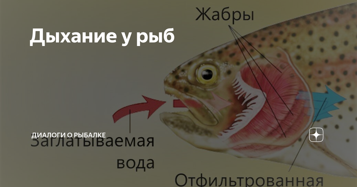 Дыхание рыб видео