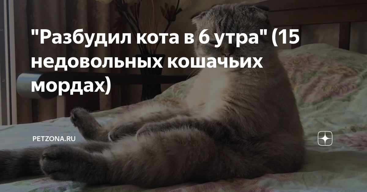 Утром не будить. Кота не будить. Кот будет в 6 утра.