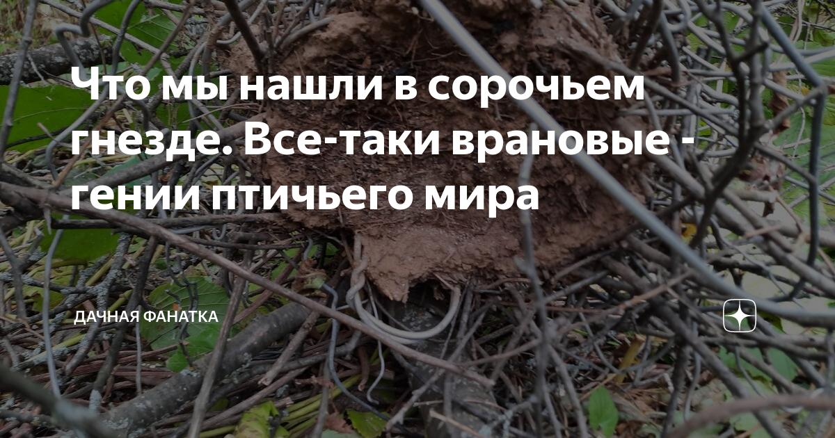 Что мы нашли в сорочьем гнезде. Все-таки врановые - гении птичьего мира ...
