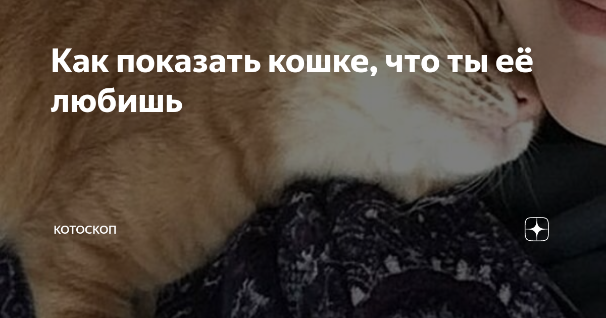 Прикольные картинки для жены. Красивые коты. Слепая кошка. Она показала кошку. Она показала кошку.