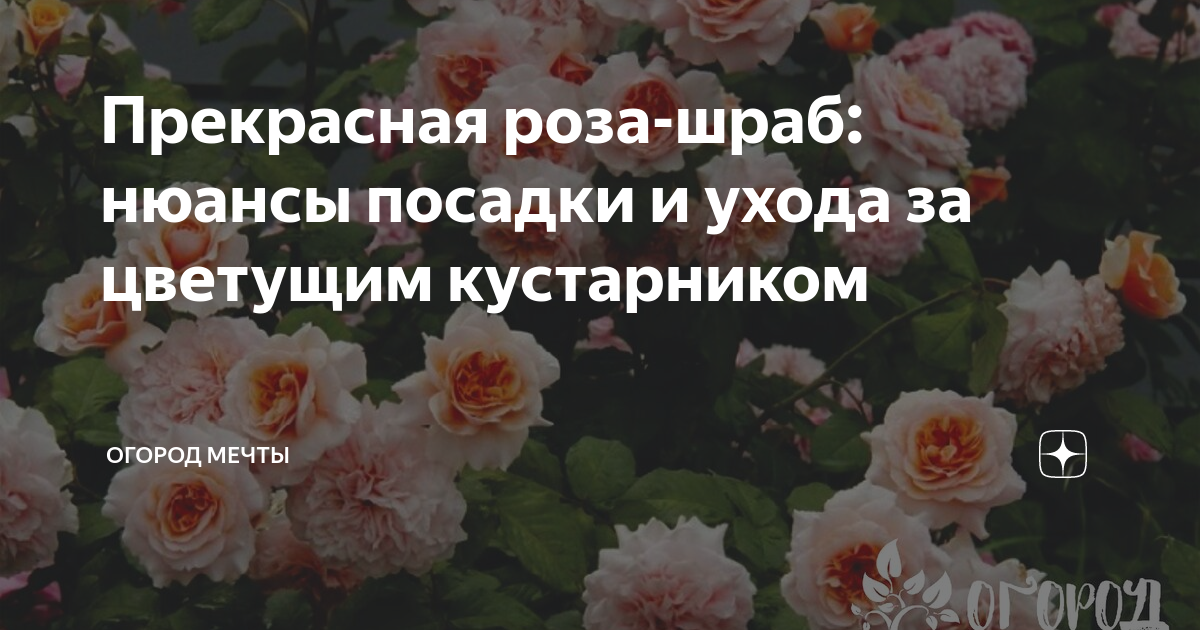 Roblox Meme Decal IDs - RoCodes.gg - RoCodes