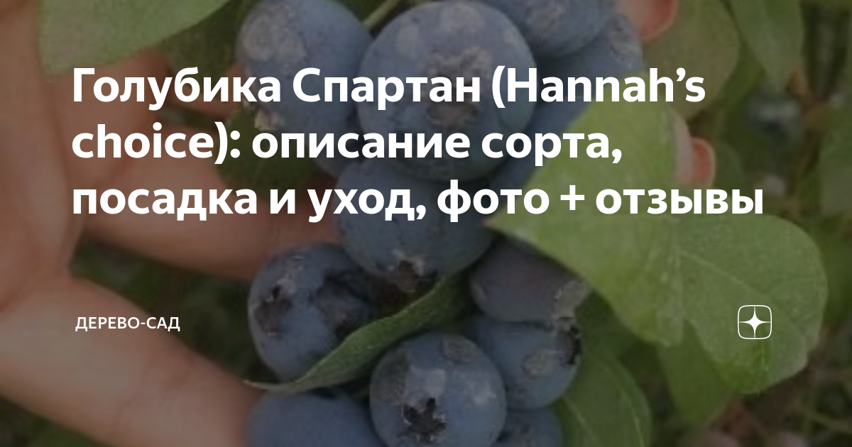 Саженцы голубики Спартан купить в Москве по цене от 1 200 до 23590 руб. - питомн