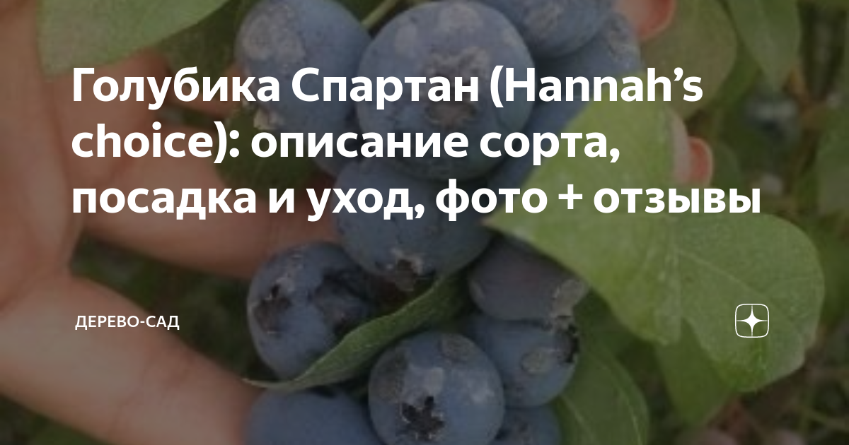 Голубика Спартан. Голубика Спартан описание. Голубика Спартан описание сорта фото отзывы. Голубика Садовая Spartan PGY.