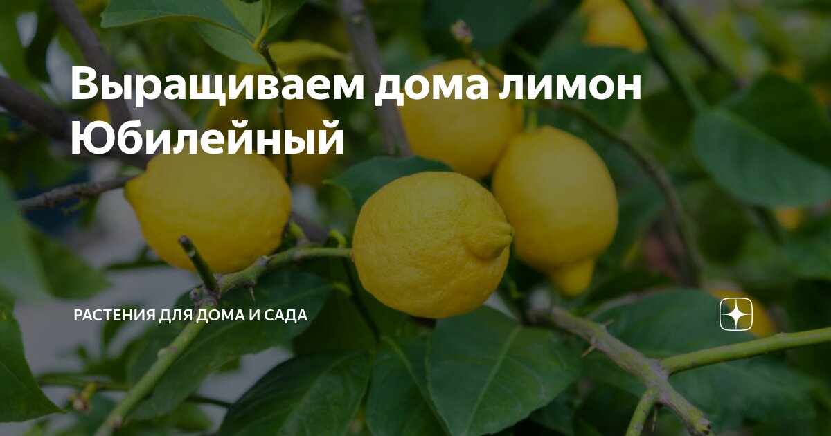 Lemon юбилейный просп 18 фото Выращиваем дома лимон Юбилейный Растения для дома и сада Дзен