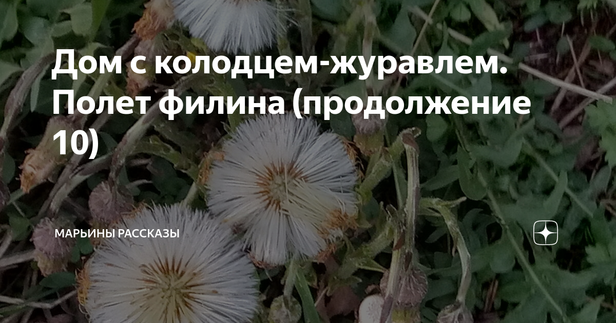 Как лесная боязлива 4. Марьины рассказы дзен. 101 история дзен. Марьины рассказы дзен. Марьины рассказы дзен.