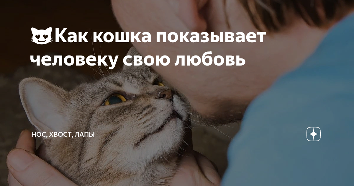 как показать кошке что вы ее любите