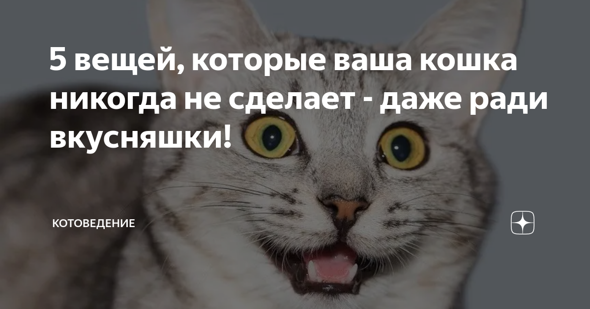 Питерские коты. Котоведение дзен. Котоведение. Котоведение дзен. Котоведение дзен.