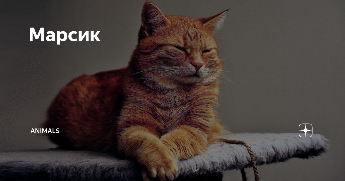 Марсик | Animals | Дзен