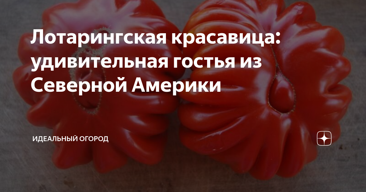 Лотарингская красавица: удивительная гостья из Северной Америки ...