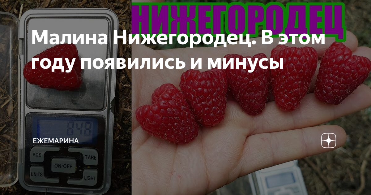 Ежемарина купить саженцы каталог 2024 год. Малина Нижегородец. Малина Нижегородец описание фото. Малина Нижегородец описание сорта фото отзывы. Малина Нижегородец купить.