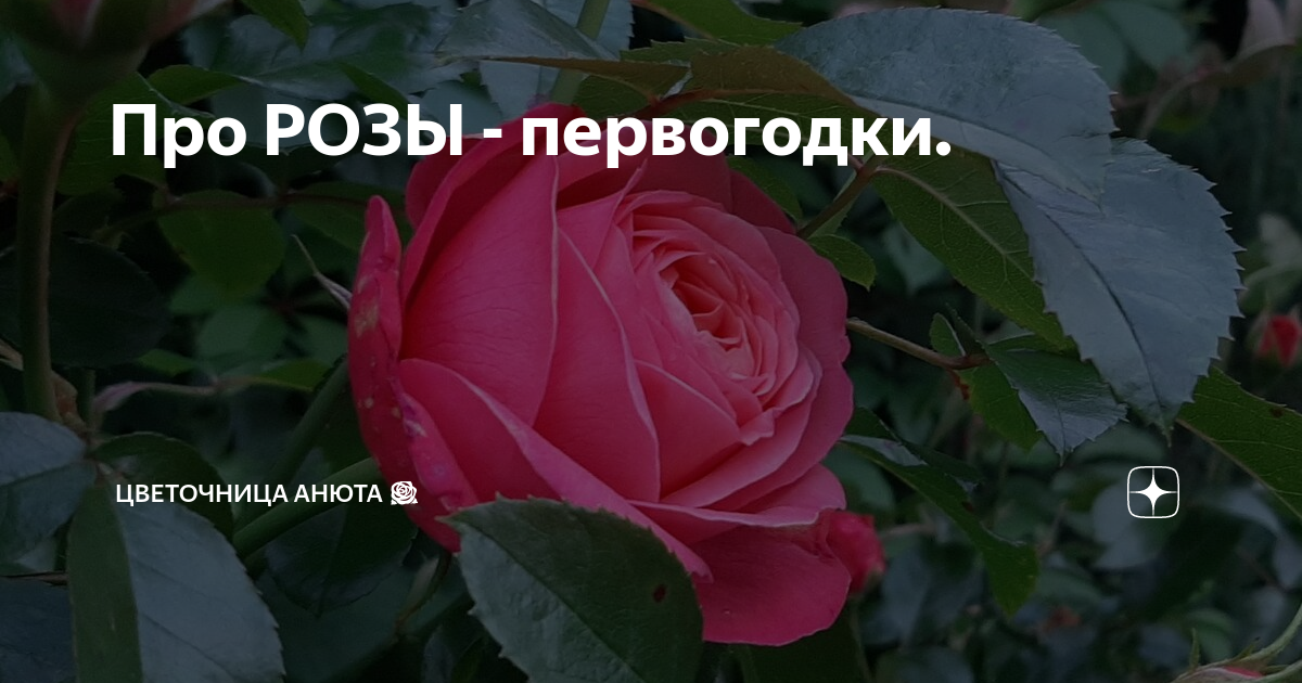 Цветочница Анюта розы. Розы первогодки. Цветочница Анюта розы дзен. Цветочница Анюта розы последняя.