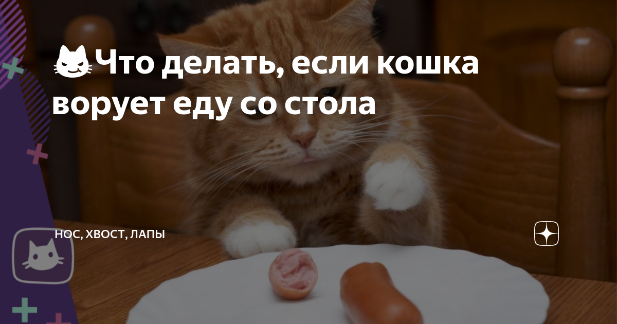 Кот тащит со стола еду