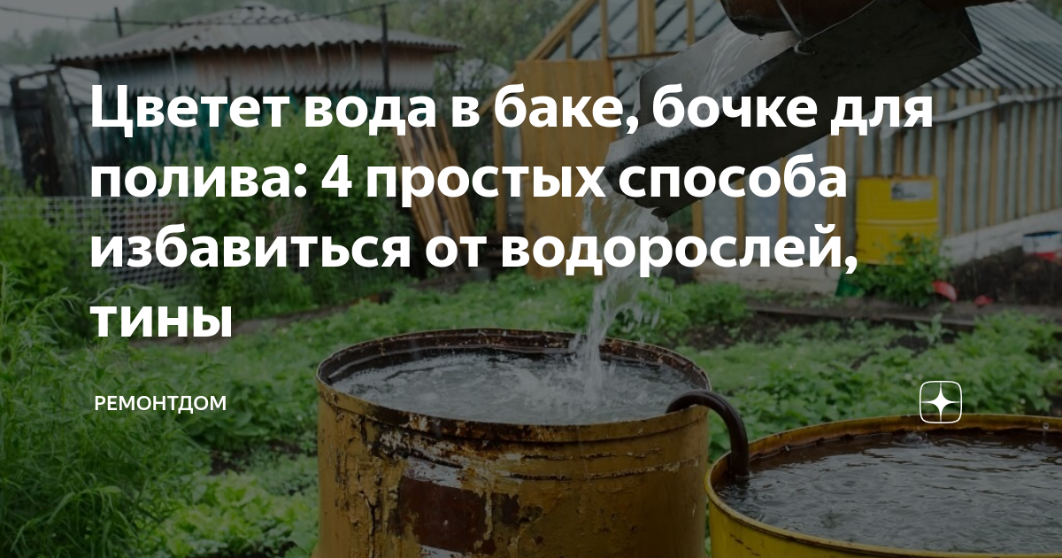 Цветет вода в баке, бочке для полива: 4 простых способа избавиться от .