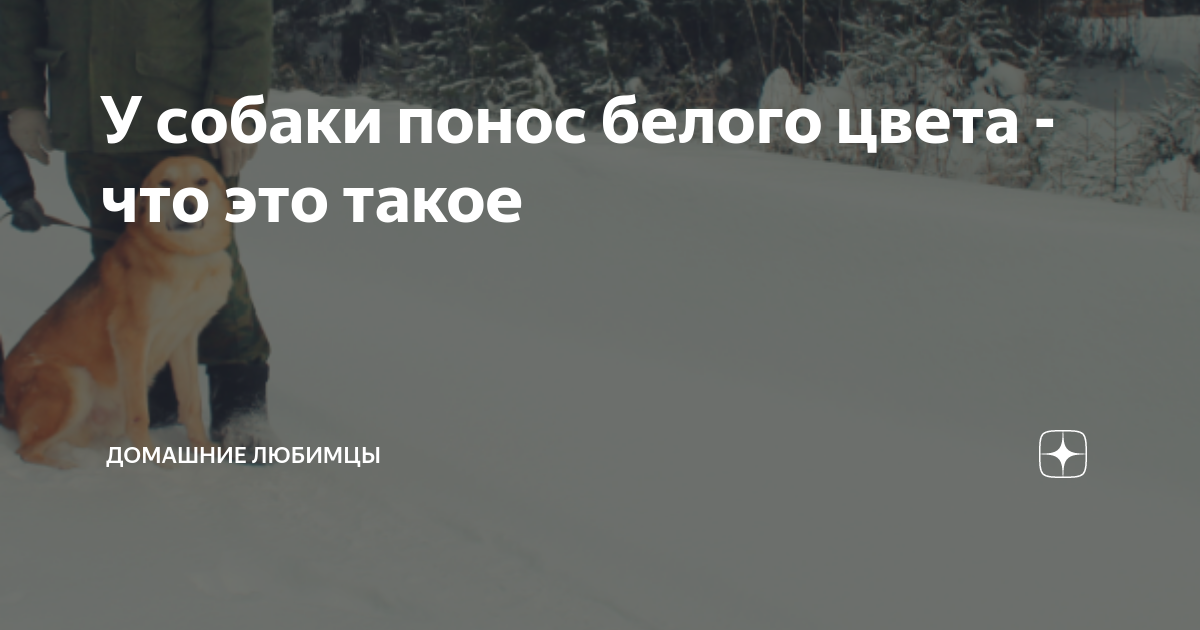 У собаки белый кал: почему у щенка какахи с бело-жёлтым кончиком, причины такого