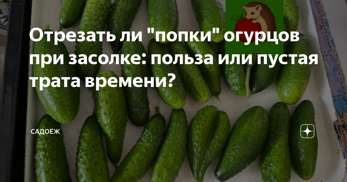 Замачивать ли огурцы