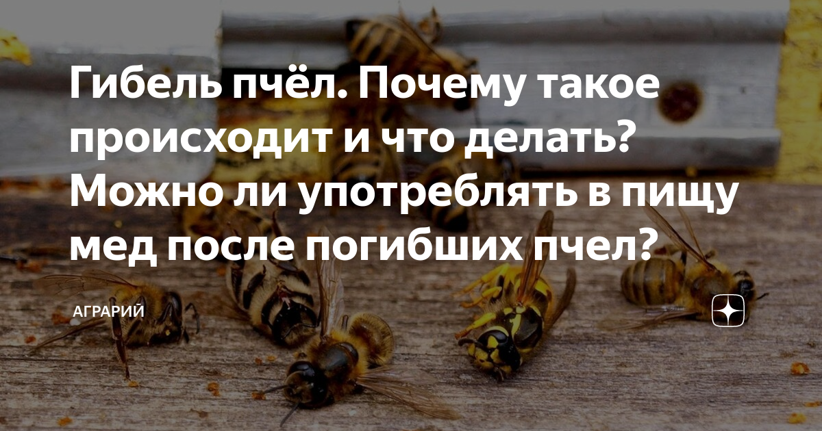 Авокадо пчелы погибают. При сборе мёда гибнут пчелы. Симптомы отравления пчел весной. Сотовая связь убивает пчёл. Заявление о уничтожении пчёл в квартире.