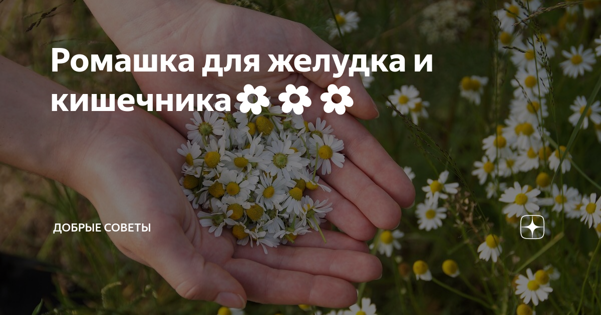 Ромашка крепит. Ромашка крепит