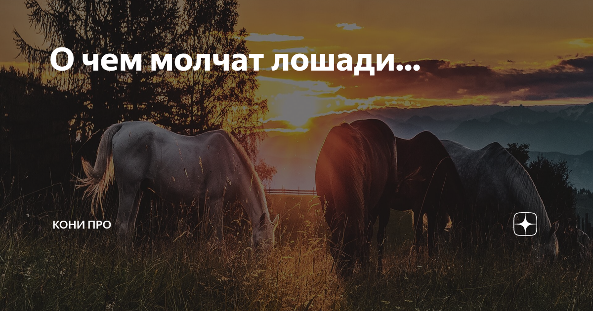 Про коня минус. Рассказ о чем молчат лошади. Песня конь любэ. Песни три белых коня. Про коня минус.