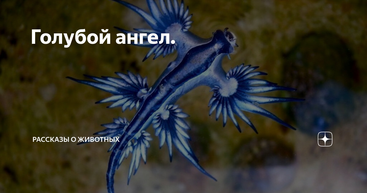 Голубой ангел. Голубой ангел моллюск. Голубой ангел животное. Морской дракон ангел.