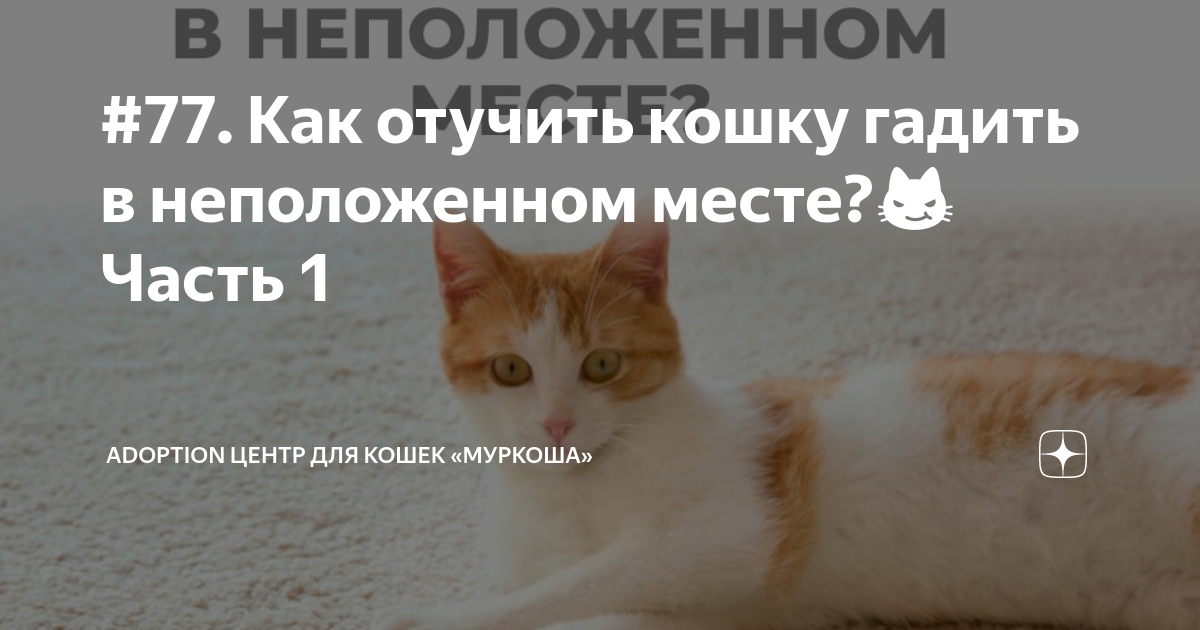 Кот ходит не в лоток - как отучить от привычки | РБК Украина