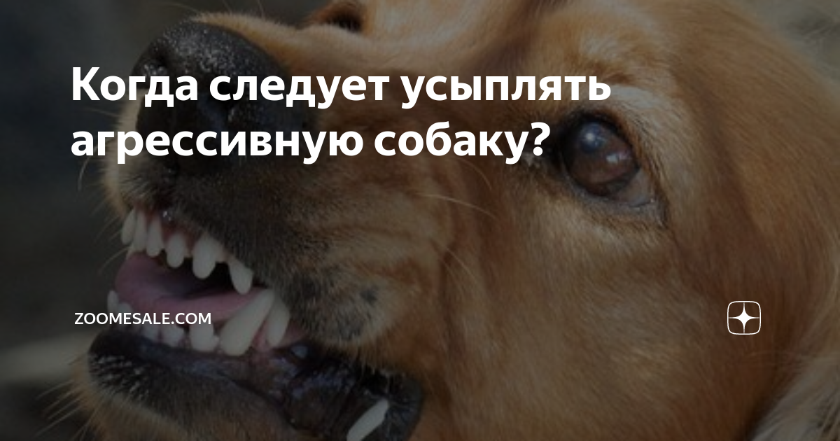 Когда следует усыплять агрессивную собаку? | Zoomesale.com | Дзен