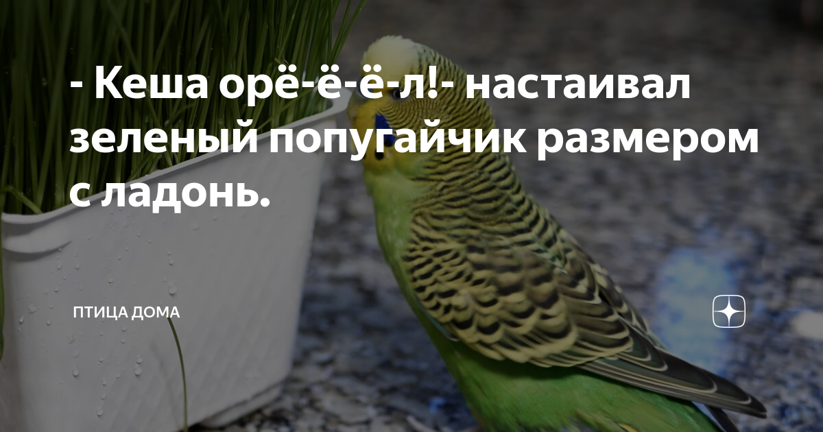 У продавца птиц зеленых попугайчиков было в 4 раза больше чем желтых схема