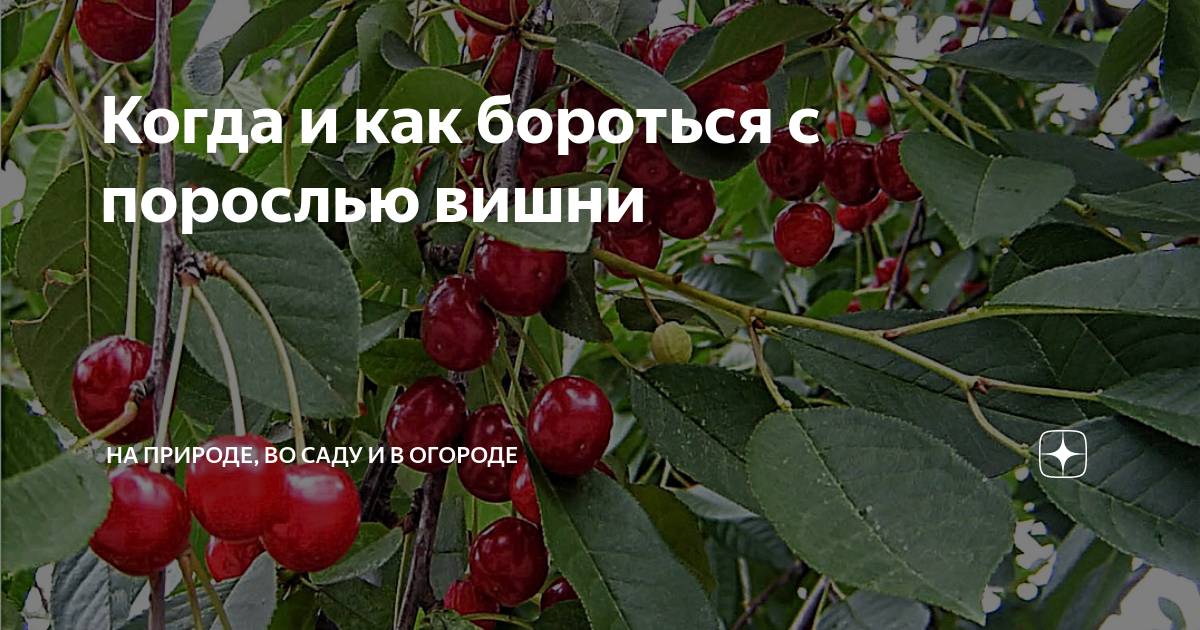Как избавиться от порослей вишни. Как бороться с порослью вишни. поросль вишни. как бороться с порослью. как убрать поросль вишни на ножке.