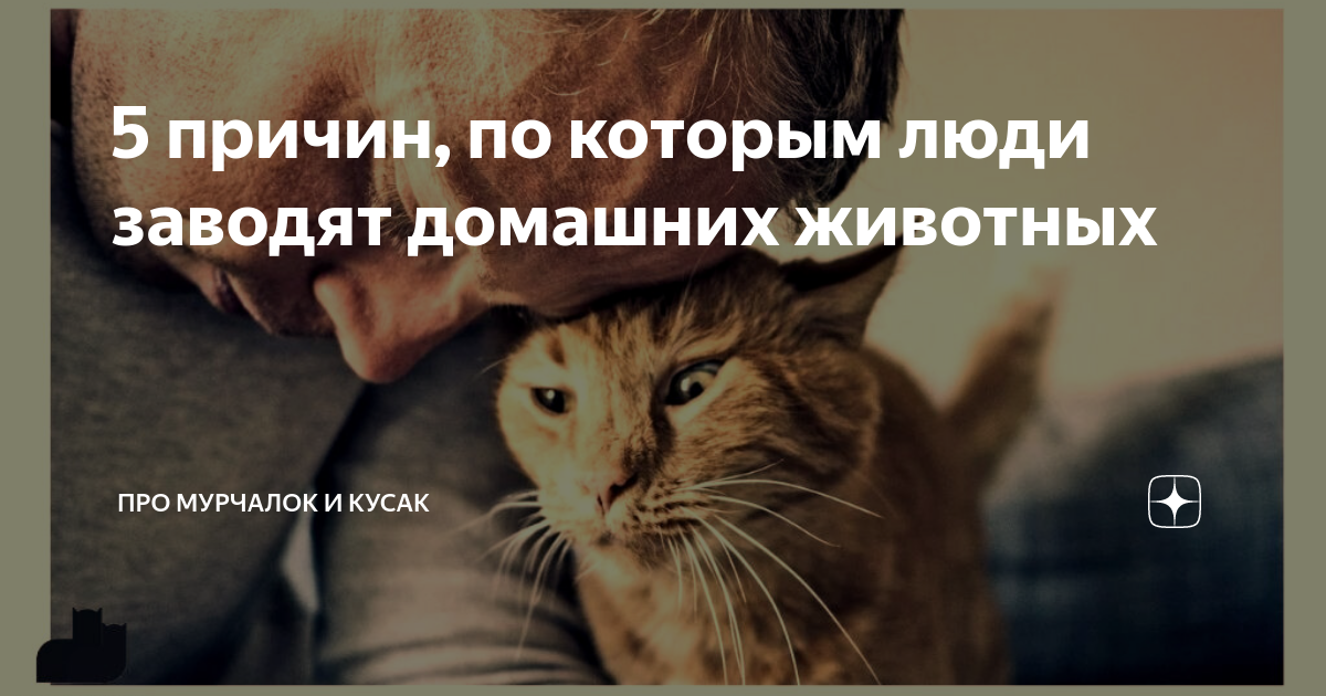Человек заводила это. Человек заводила это. Причины заводить дневник. Кошку заводят люди которые. Человек заводила это.