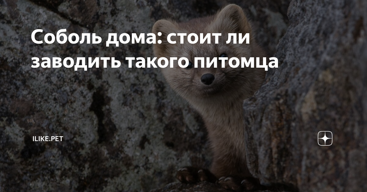 Соболь дома: стоит ли заводить такого питомца | ZOO CHANNEL | Дзен