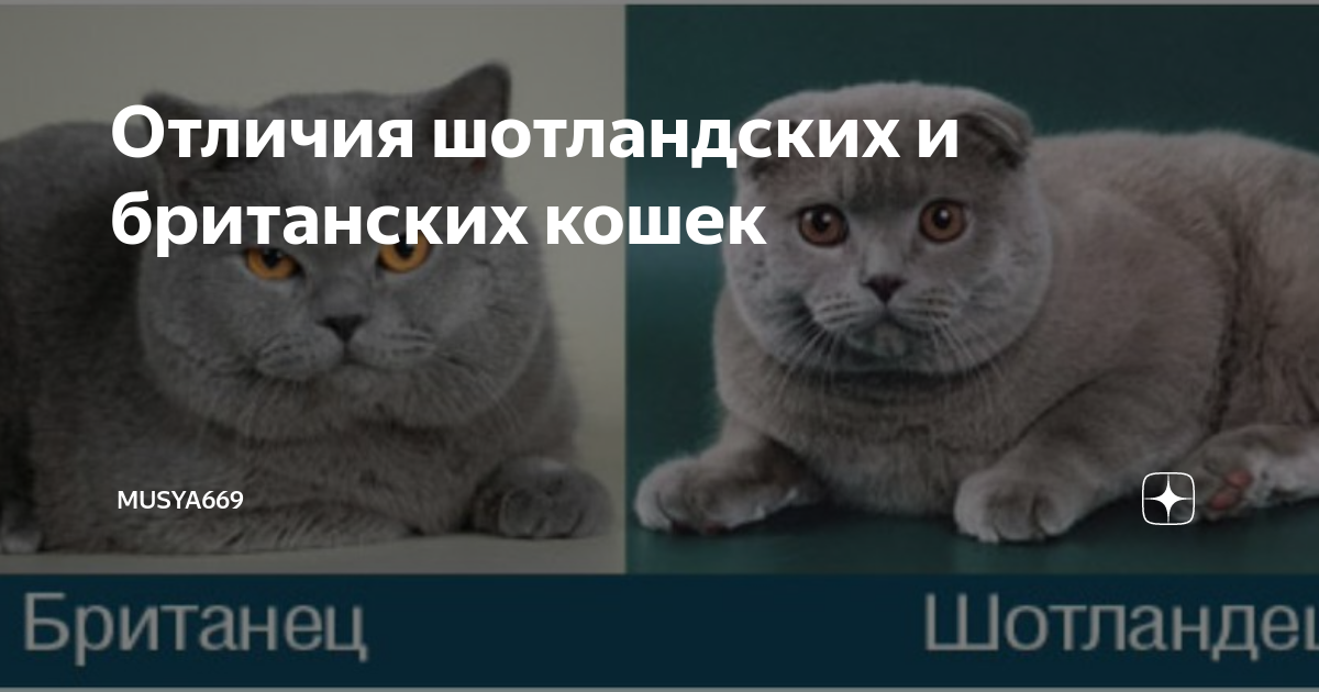 Разница между шотландскими. Кот шотландский и британский разница. Британец и шотландец отличия. Кот шотландец и британец разница. Отличие британца от шотландца кошки