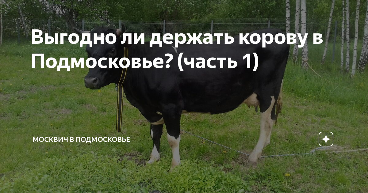 Говяжья правда. Выгодно ли держать коров Знай ферму Дзен