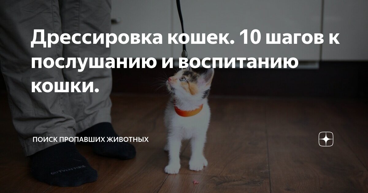 Дрессировка кошек. 10 шагов к послушанию и воспитанию кошки. | Поиск ...