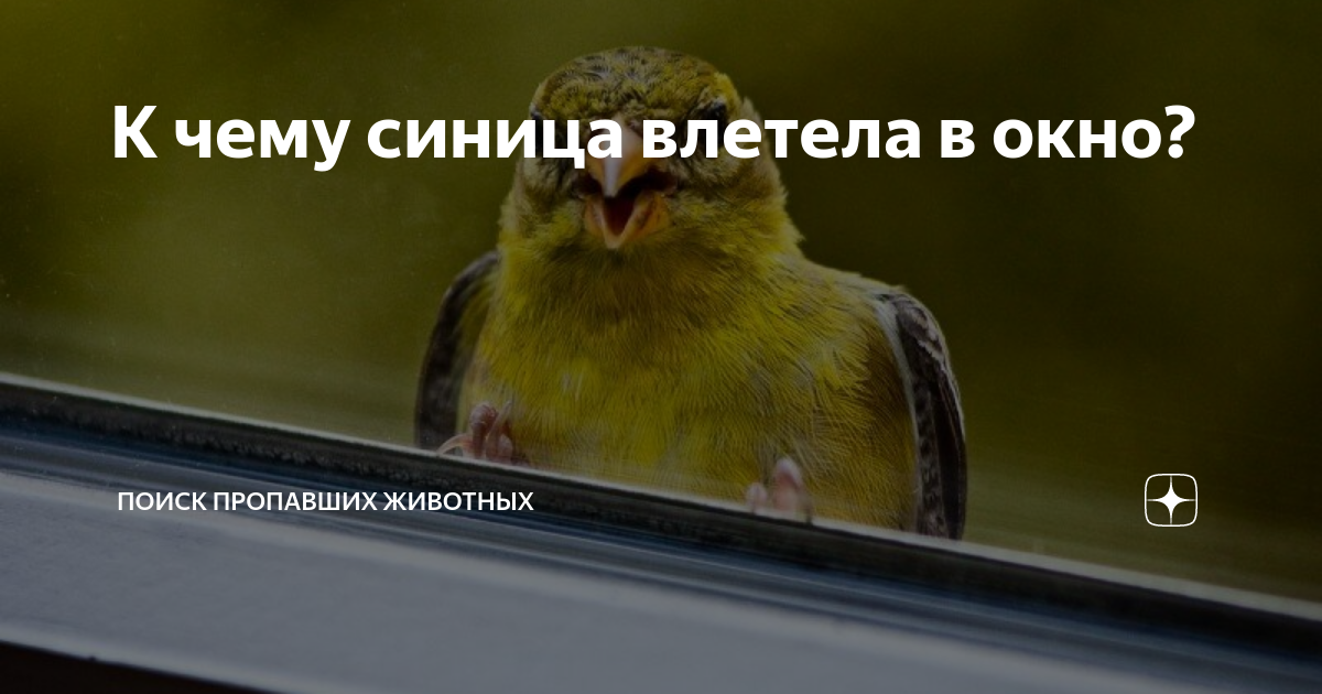 На работе залетела синица. Синица залетела в окно и вылетела. Синица залетела в дом к чему это. Синица залетела в окно санатория. К чему домой залетает синица.