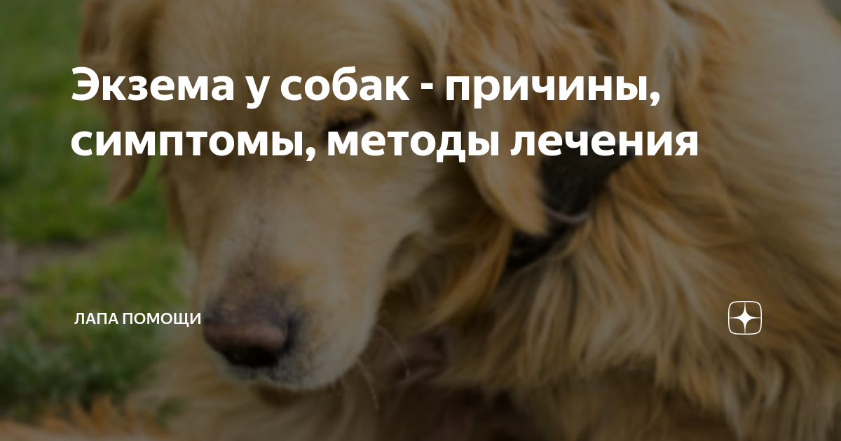 Экзема у собак: фото, симптомы и лечение в домашних условиях