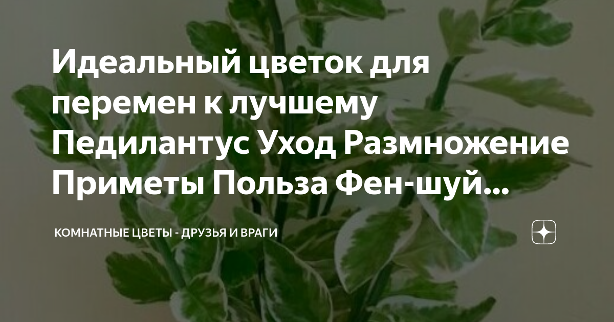 Педилантус: уход в домашних условиях, пересадка и размножение